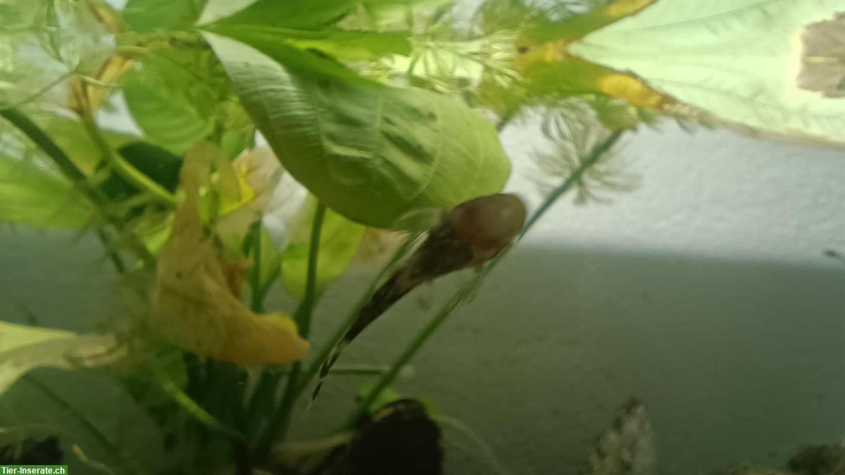 Bild 3: Antennen-Harnischwelse (Ancistrus) Babys zu verkaufen