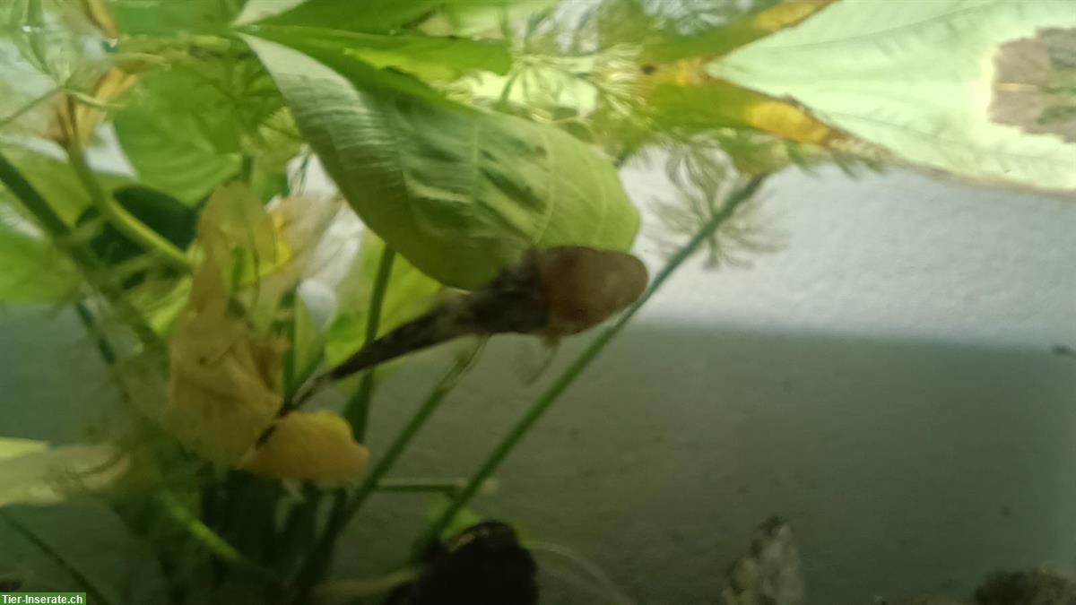 Bild 4: Antennen-Harnischwelse (Ancistrus) Babys zu verkaufen