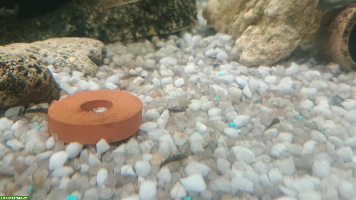 Bild 5: Antennen-Harnischwelse (Ancistrus) Babys zu verkaufen