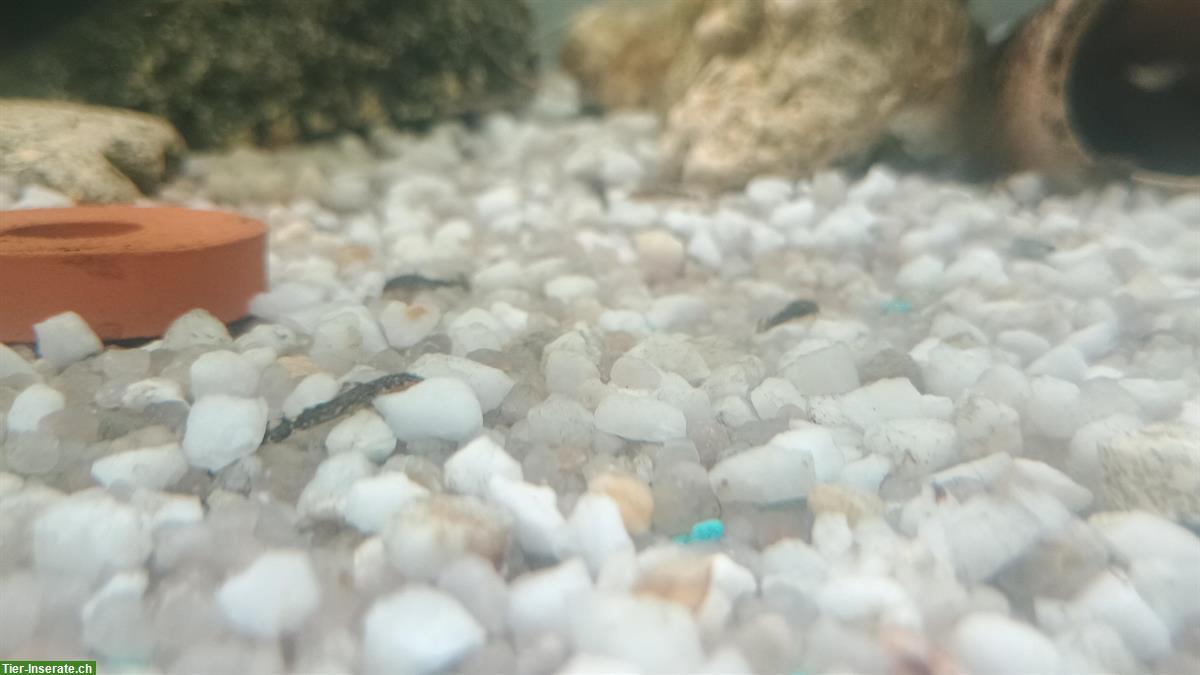 Bild 6: Antennen-Harnischwelse (Ancistrus) Babys zu verkaufen