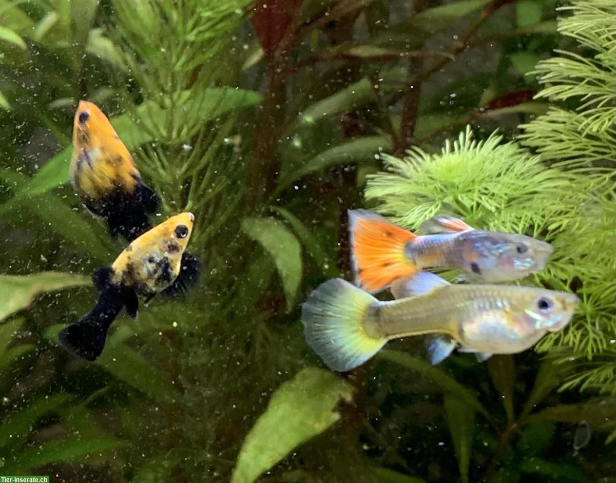 Mollys und Guppys - Zierfische zu verkaufen