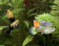Mollys und Guppys - Zierfische zu verkaufen