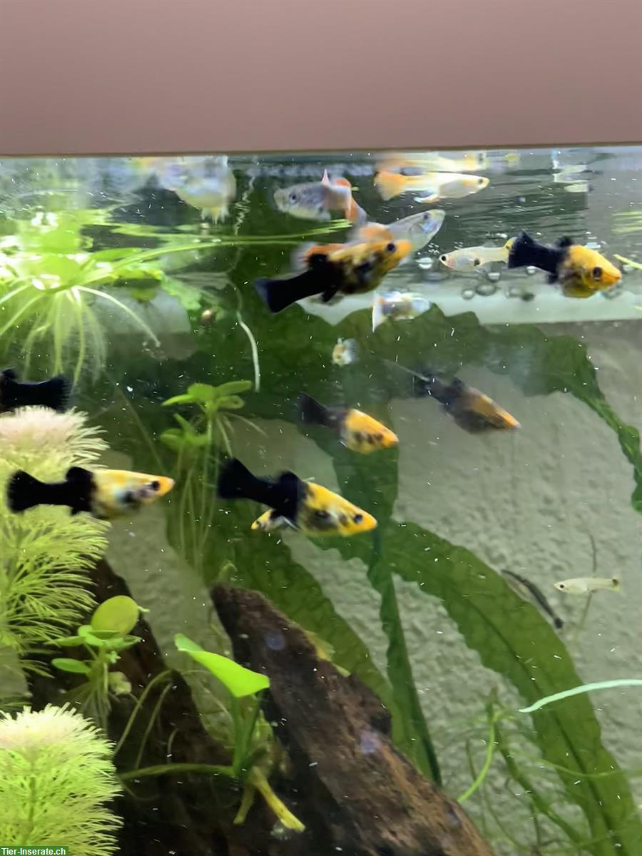 Bild 2: Mollys und Guppys - Zierfische zu verkaufen