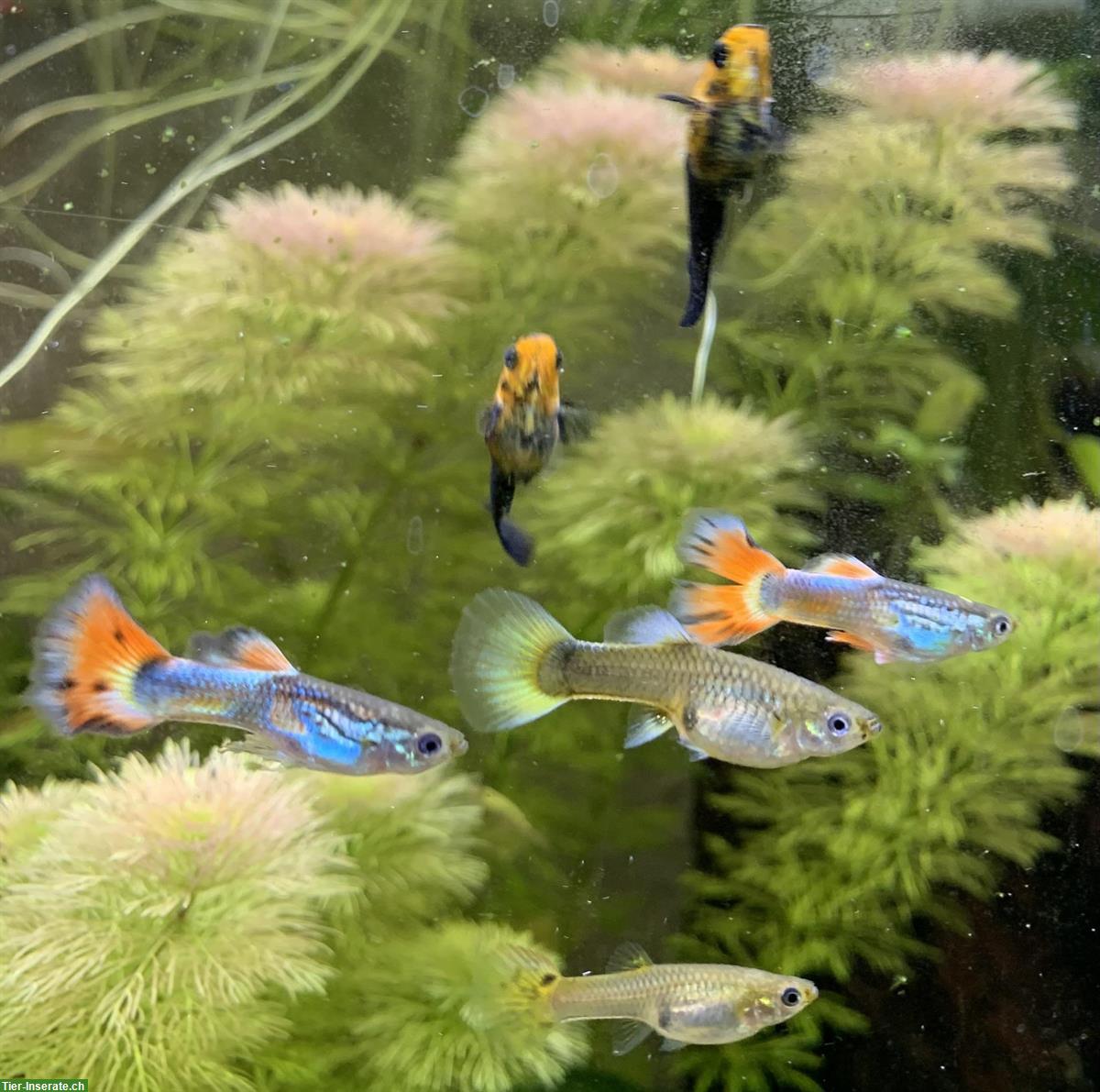 Bild 3: Mollys und Guppys - Zierfische zu verkaufen