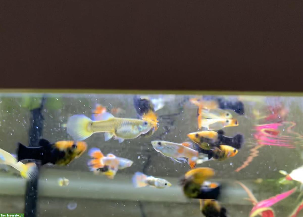 Bild 4: Mollys und Guppys - Zierfische zu verkaufen