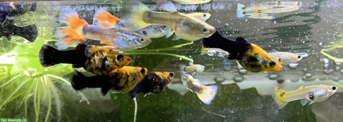 Bild 5: Mollys und Guppys - Zierfische zu verkaufen