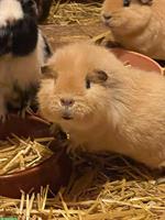 Meerschweinchen aus Aussenhaltung abzugeben