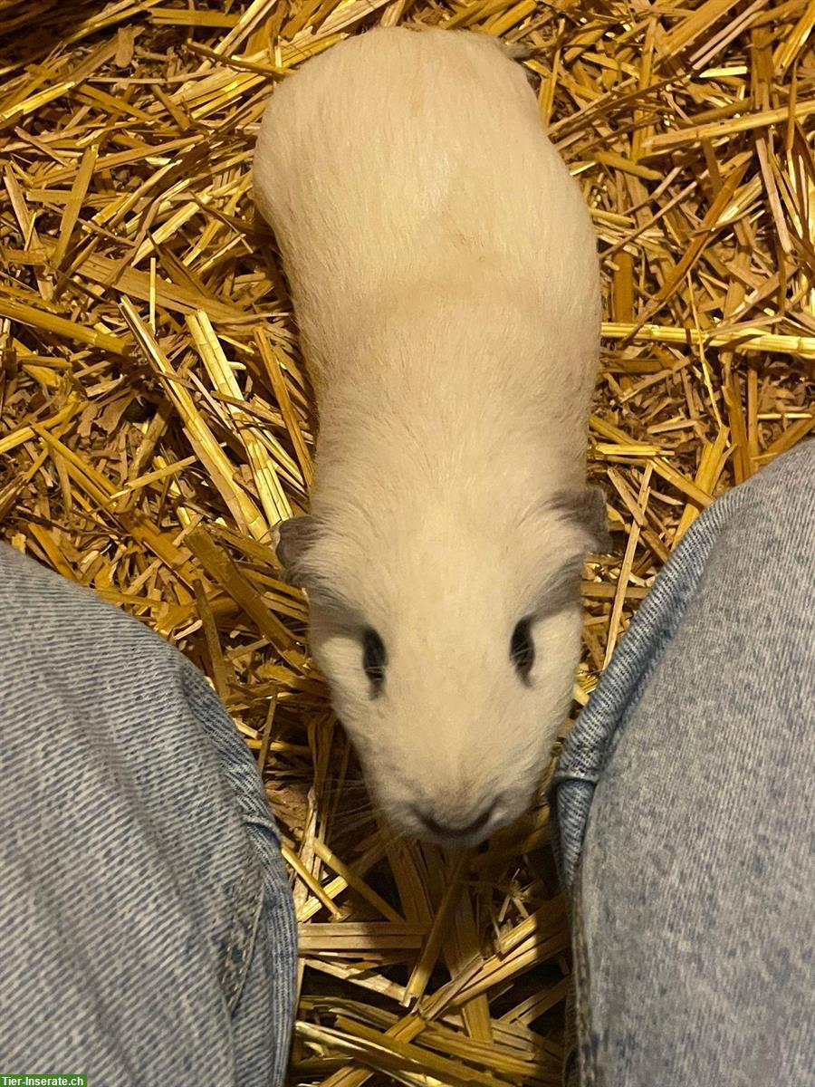 Bild 2: Meerschweinchen aus Aussenhaltung abzugeben