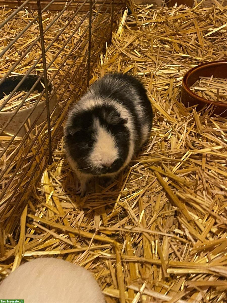 Bild 3: Meerschweinchen aus Aussenhaltung abzugeben