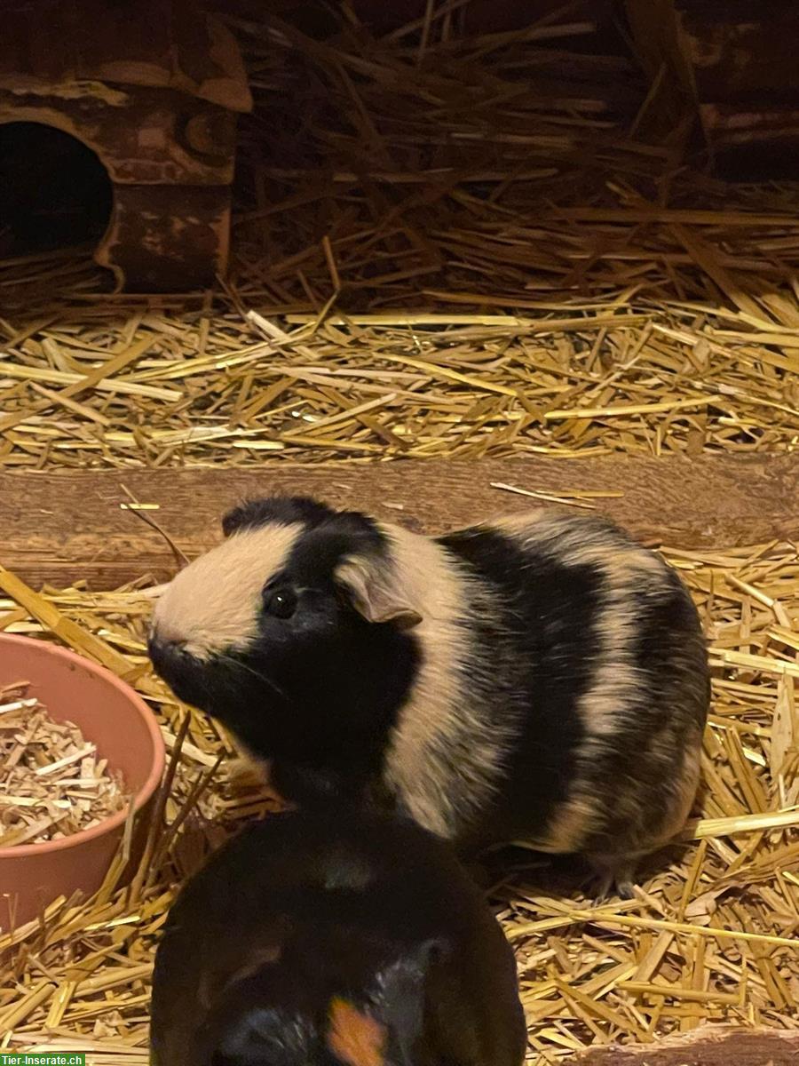 Bild 4: Meerschweinchen aus Aussenhaltung abzugeben