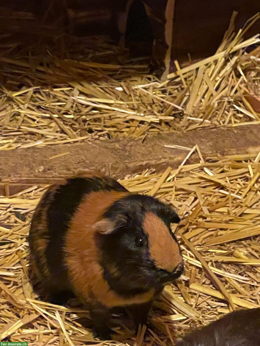 Bild 5: Meerschweinchen aus Aussenhaltung abzugeben