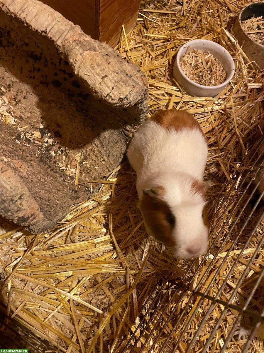 Bild 6: Meerschweinchen aus Aussenhaltung abzugeben