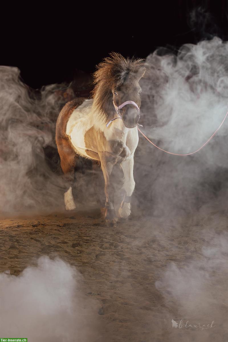 Bild 2: Liebe Shetlandpony Stute, 8-jährig, als Freizeitpony oder Beisteller
