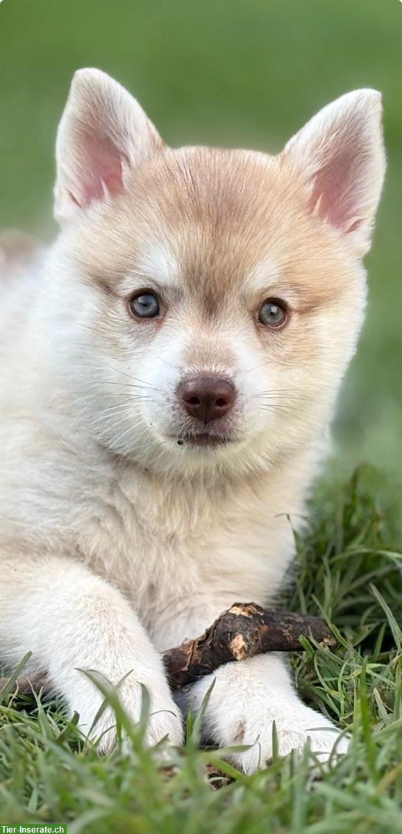 Alaskan Klee Kai Welpe, 9 Wochen, Rüde, reinrassig
