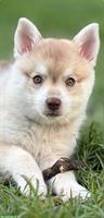 Alaskan Klee Kai Welpe, 9 Wochen, Rüde, reinrassig