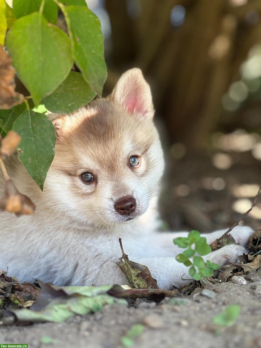 Bild 2: Alaskan Klee Kai Welpe, 9 Wochen, Rüde, reinrassig