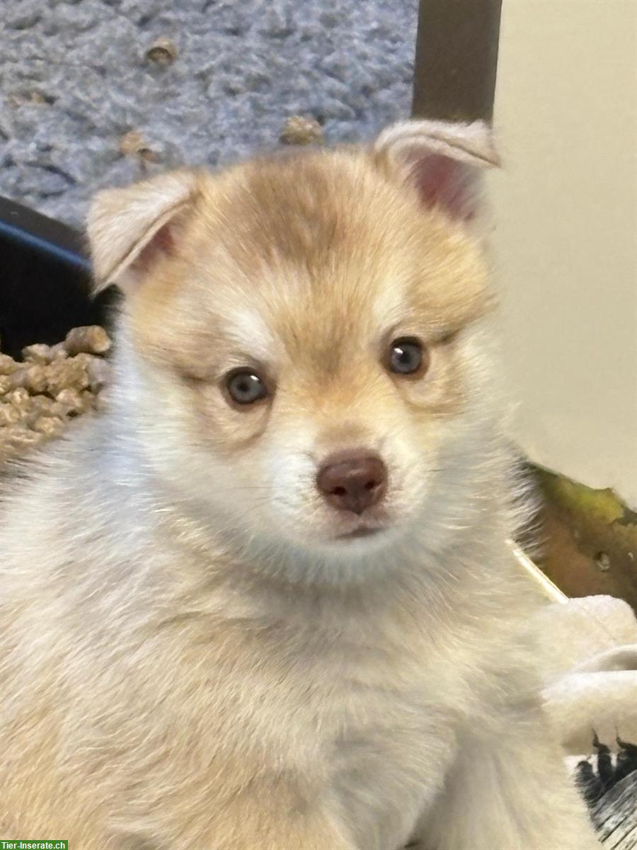 Bild 3: Alaskan Klee Kai Welpe, 9 Wochen, Rüde, reinrassig