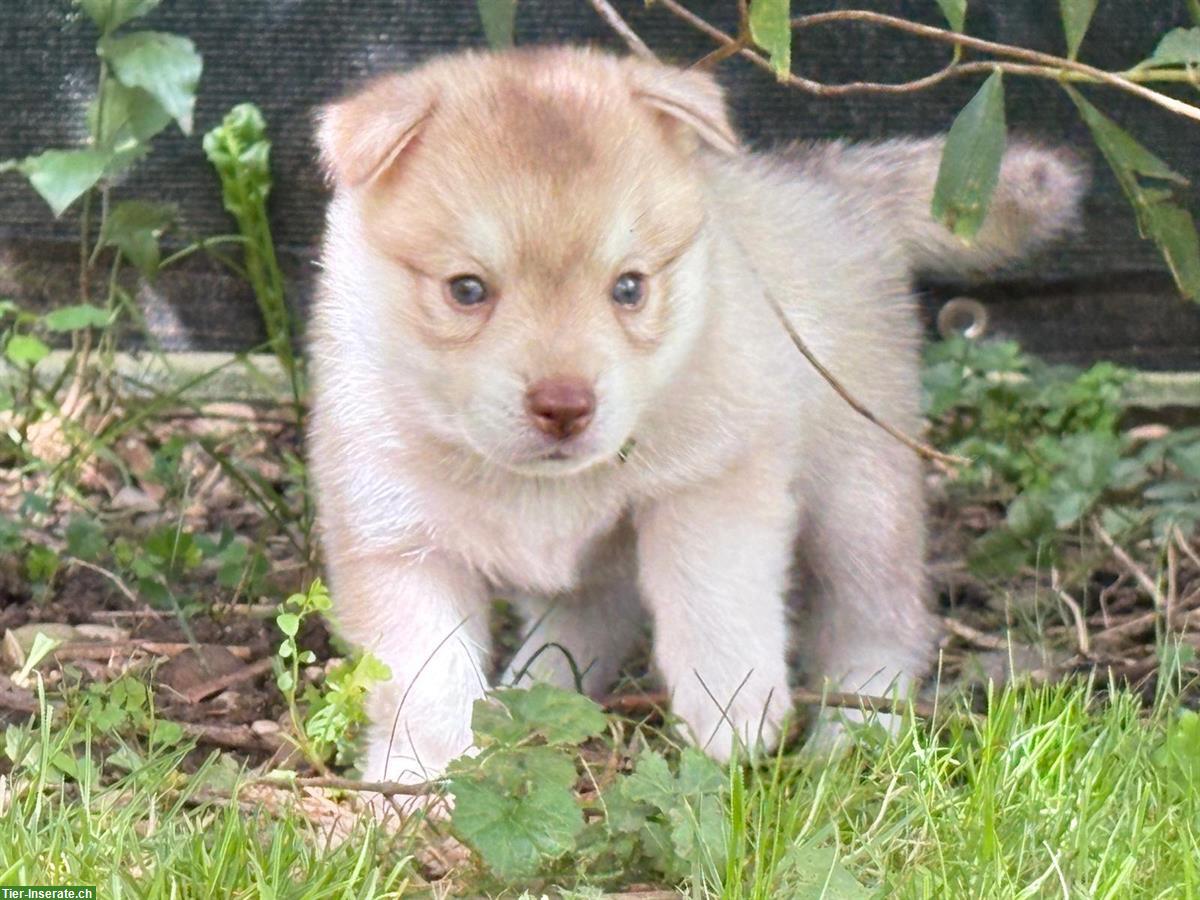Bild 5: Alaskan Klee Kai Welpe, 9 Wochen, Rüde, reinrassig