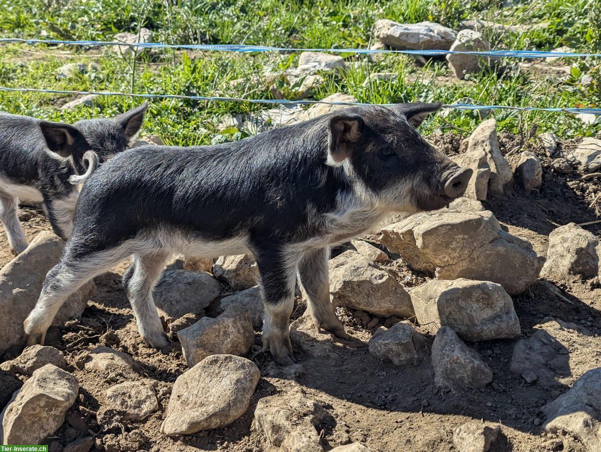 Junge Wollschweine, schwalbenbäuchig und reinrassig