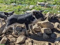 Junge Wollschweine, schwalbenbäuchig und reinrassig