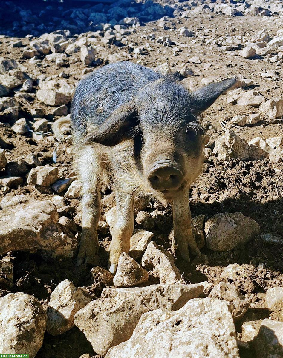 Bild 2: Junge Wollschweine, schwalbenbäuchig und reinrassig