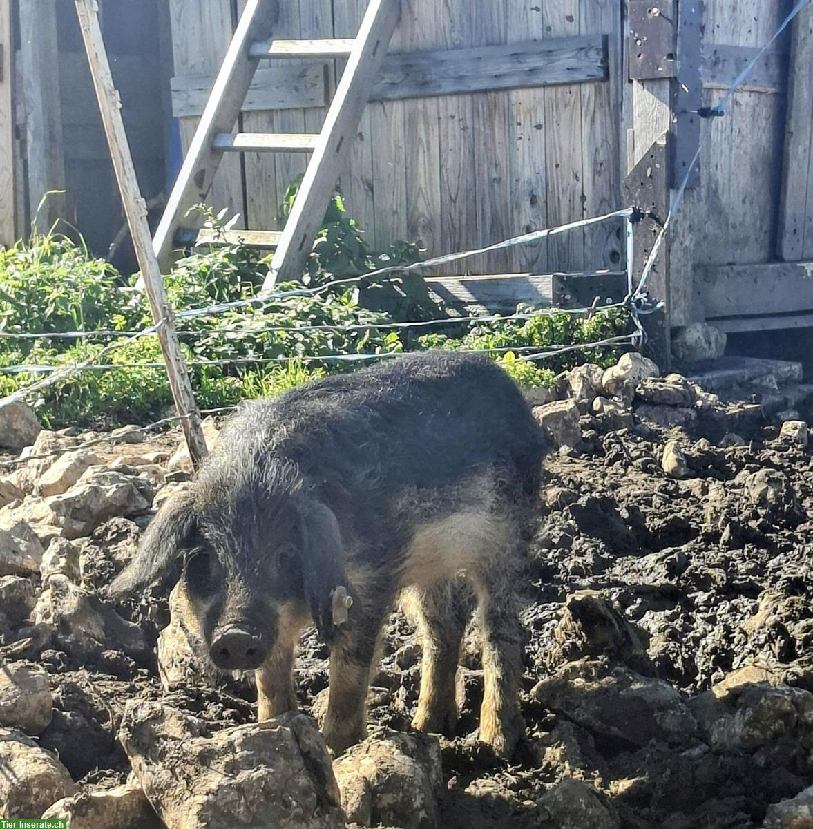 Bild 3: Junge Wollschweine, schwalbenbäuchig und reinrassig