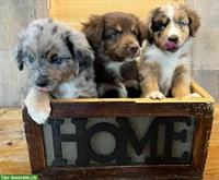 Mini Aussie Welpen aus kleiner Liebhaberzucht