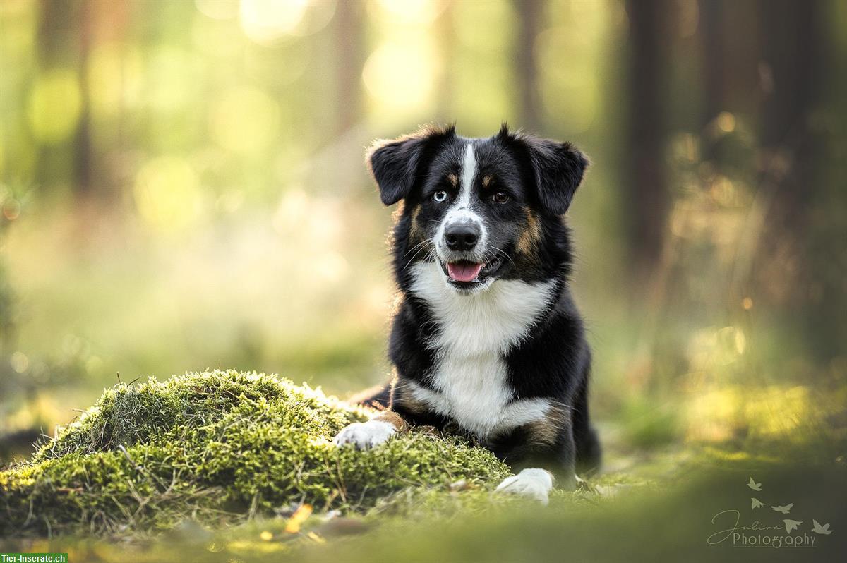 Bild 10: Mini Aussie Welpen aus kleiner Liebhaberzucht