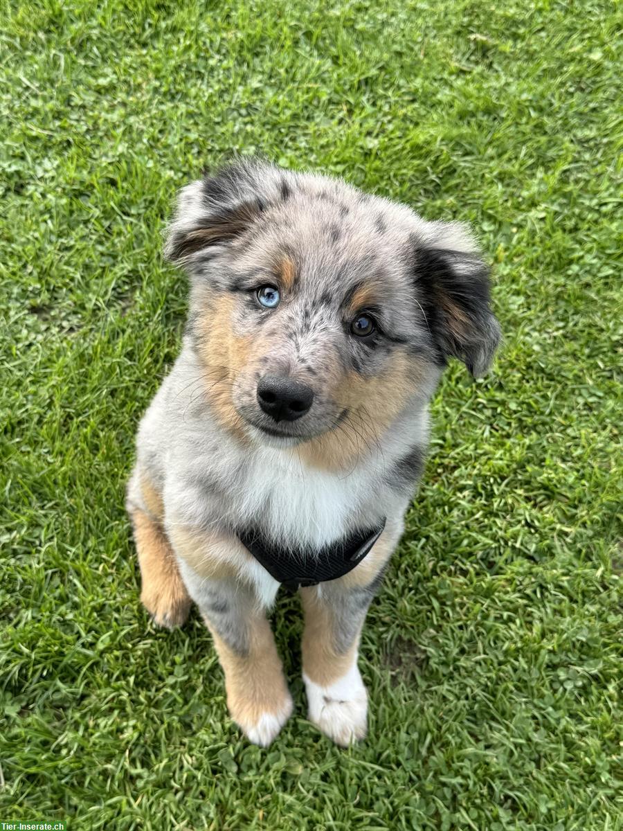 Bild 2: Mini Aussie Welpen aus kleiner Liebhaberzucht