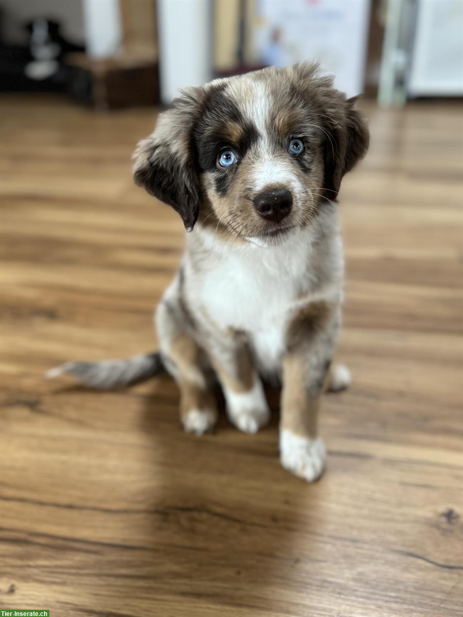 Bild 3: Mini Aussie Welpen aus kleiner Liebhaberzucht
