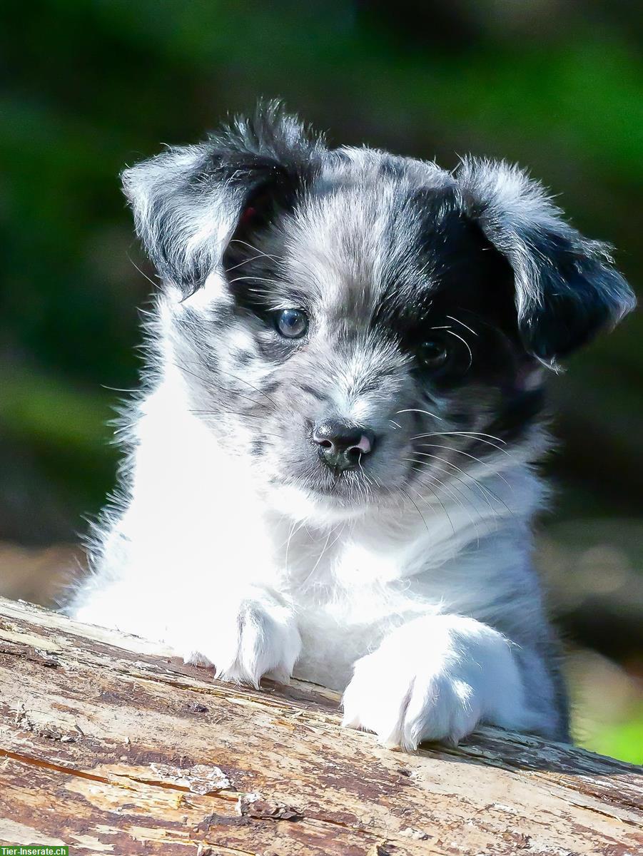 Bild 4: Mini Aussie Welpen aus kleiner Liebhaberzucht