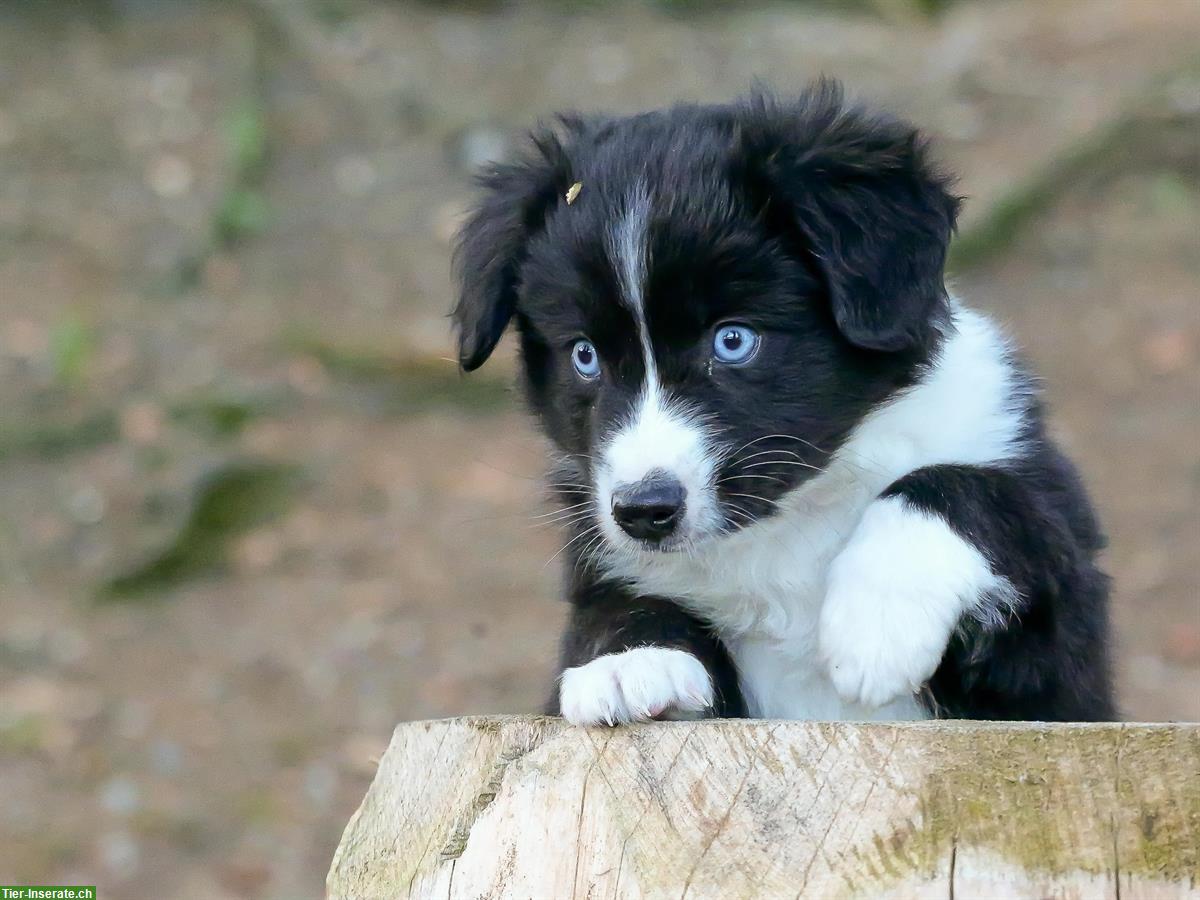 Bild 5: Mini Aussie Welpen aus kleiner Liebhaberzucht