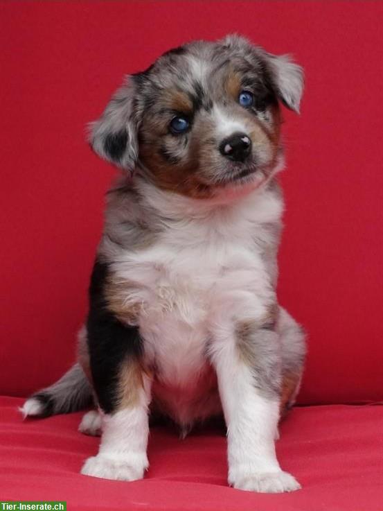 Bild 6: Mini Aussie Welpen aus kleiner Liebhaberzucht