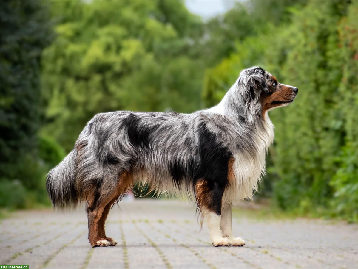 Bild 7: Mini Aussie Welpen aus kleiner Liebhaberzucht