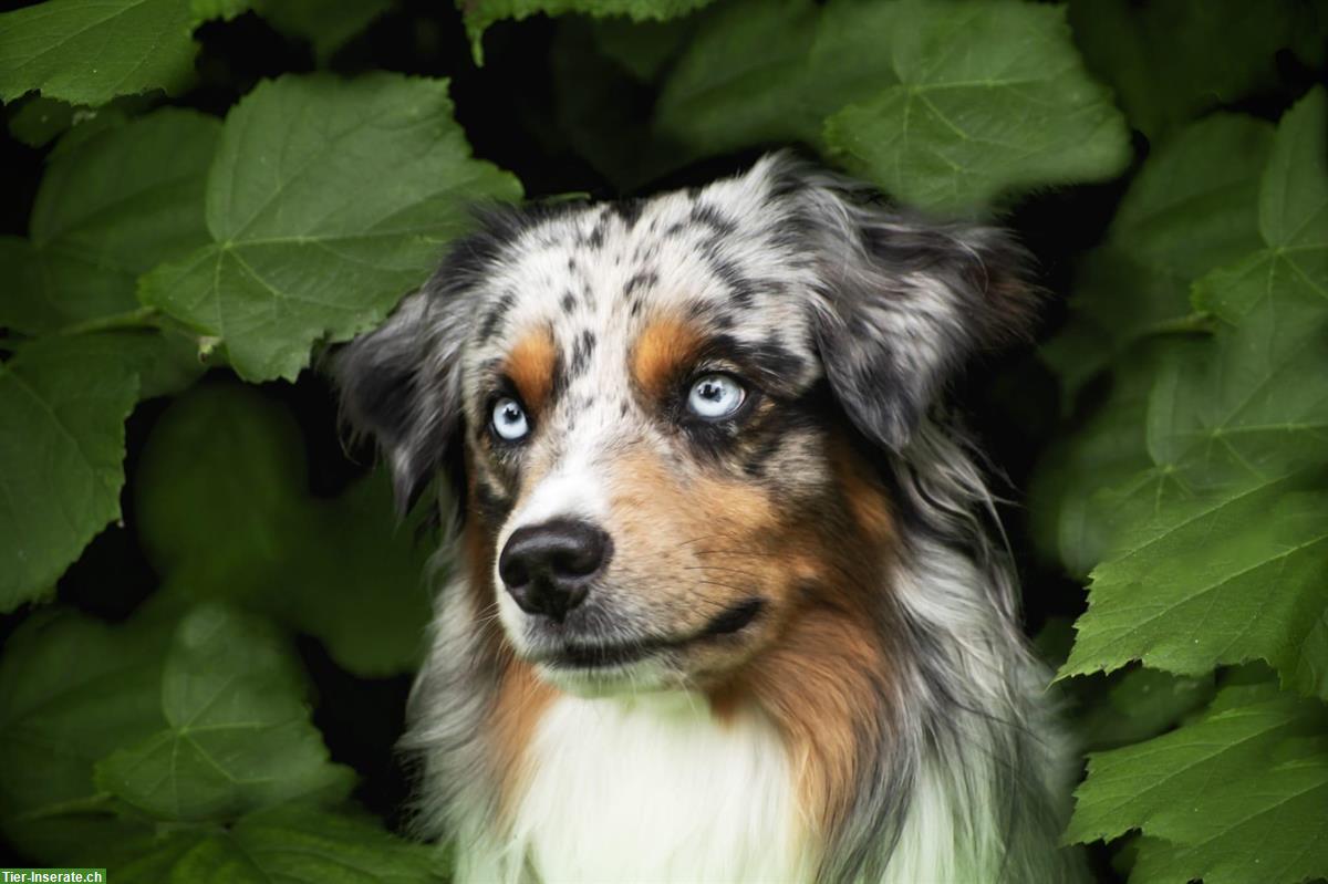 Bild 8: Mini Aussie Welpen aus kleiner Liebhaberzucht
