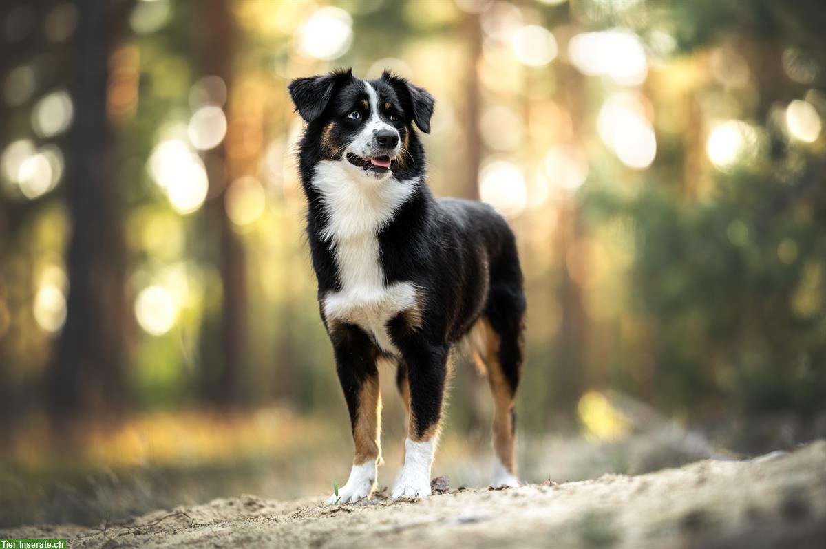 Bild 9: Mini Aussie Welpen aus kleiner Liebhaberzucht