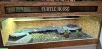 1.2 Spaltenschildkröten (3er Gruppe) zu verkaufen
