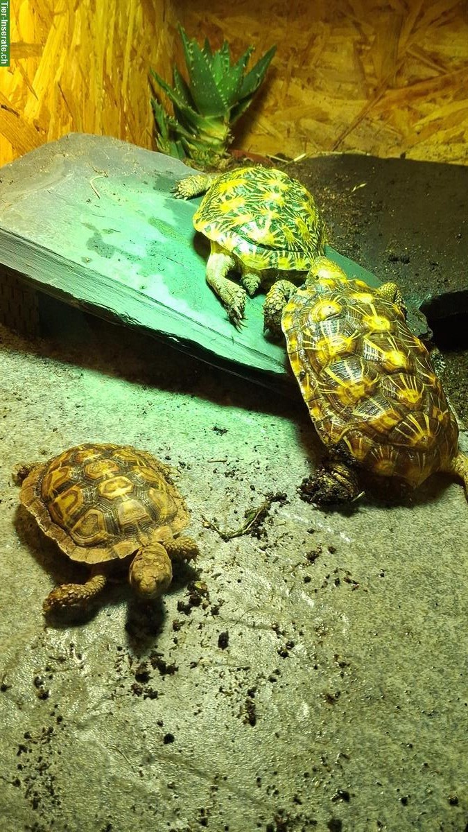 Bild 2: 1.2 Spaltenschildkröten (3er Gruppe) zu verkaufen