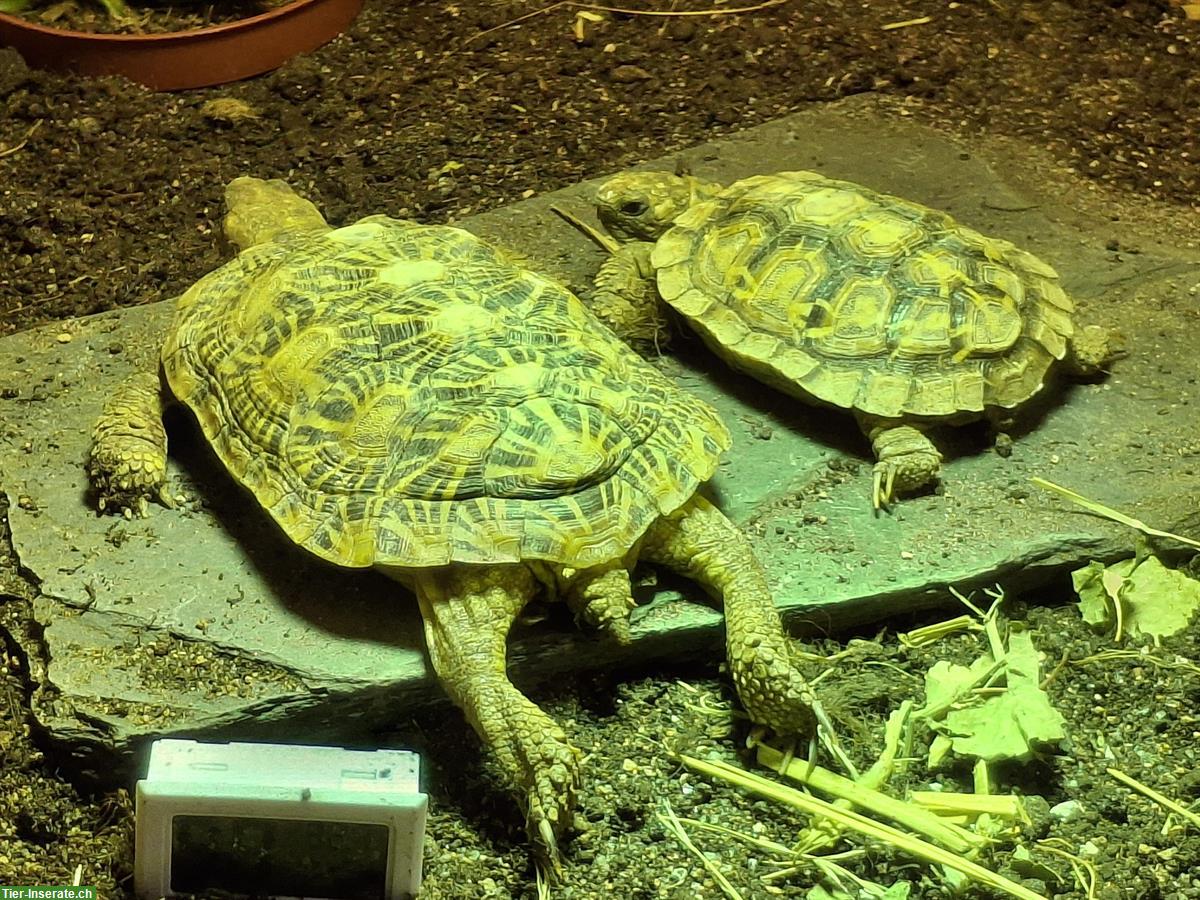 Bild 3: 1.2 Spaltenschildkröten (3er Gruppe) zu verkaufen