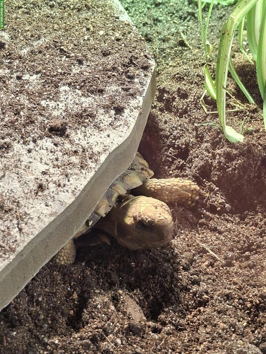 Bild 4: 1.2 Spaltenschildkröten (3er Gruppe) zu verkaufen