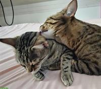 Bengalkatzen suchen gemeinsames Zuhause