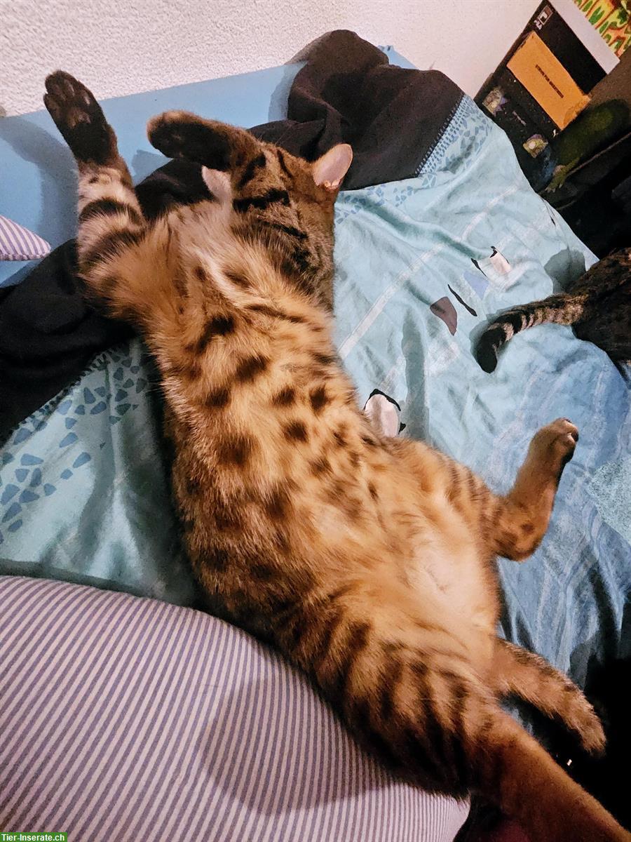 Bild 10: Bengalkatzen suchen gemeinsames Zuhause