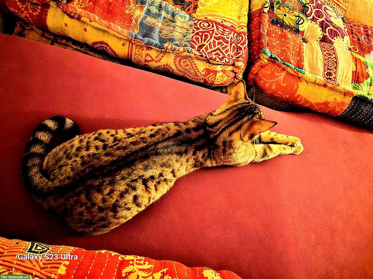 Bild 2: Bengalkatzen suchen gemeinsames Zuhause