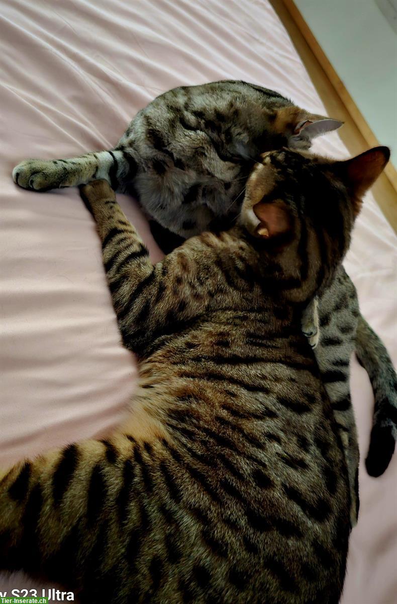 Bild 3: Bengalkatzen suchen gemeinsames Zuhause