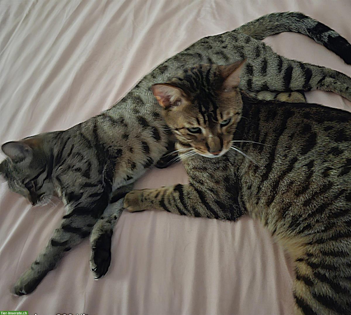 Bild 4: Bengalkatzen suchen gemeinsames Zuhause