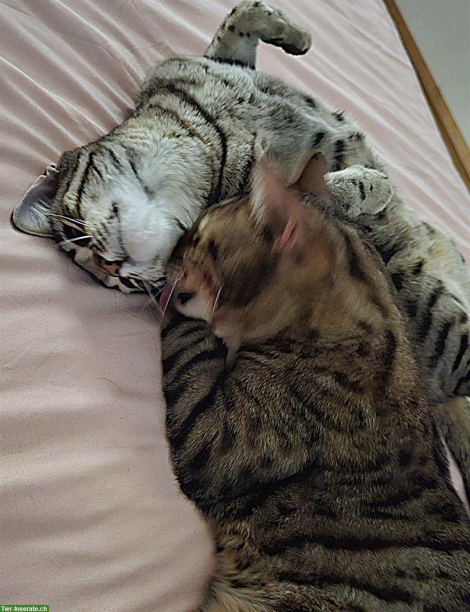 Bild 5: Bengalkatzen suchen gemeinsames Zuhause