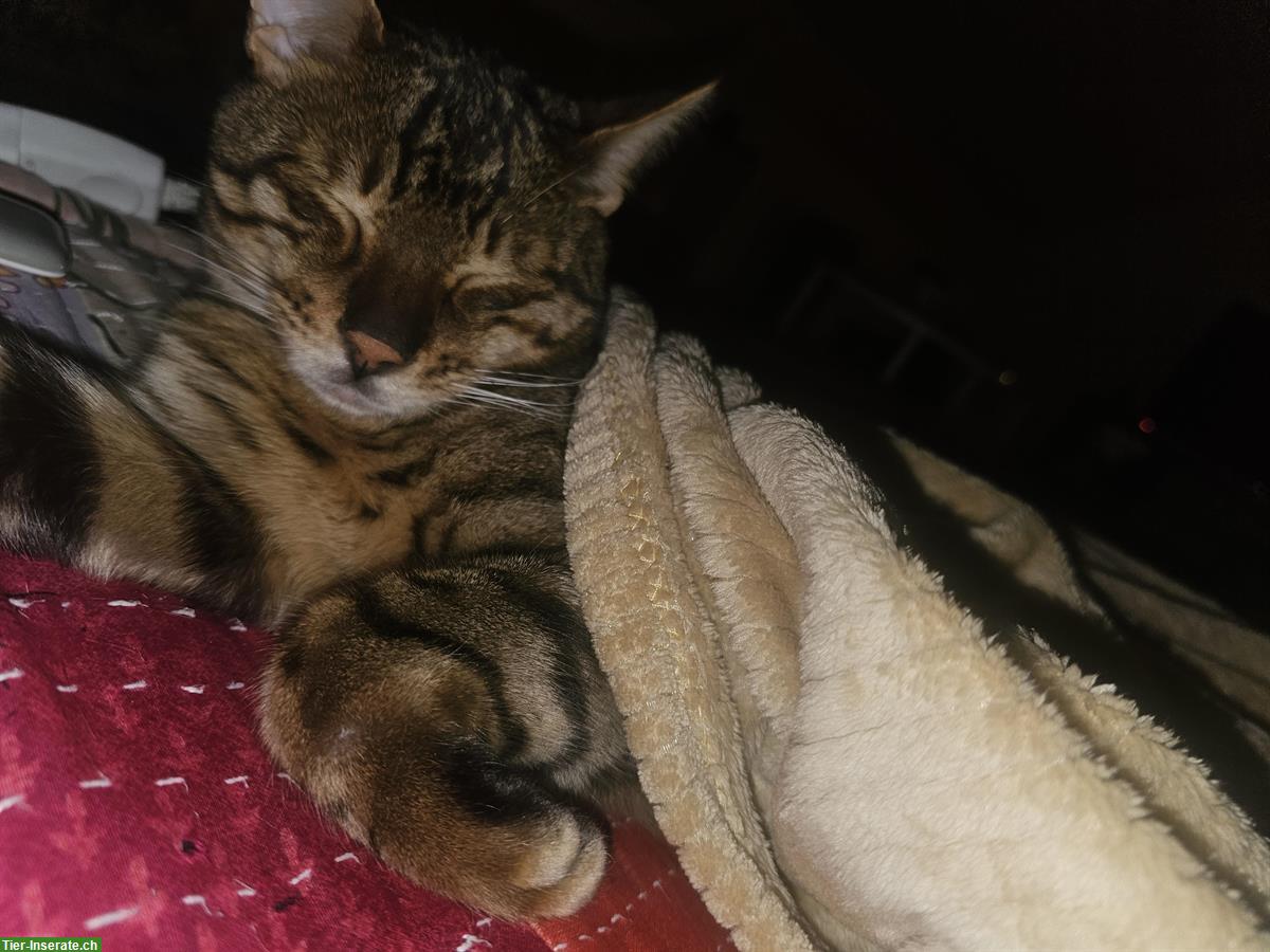 Bild 6: Bengalkatzen suchen gemeinsames Zuhause