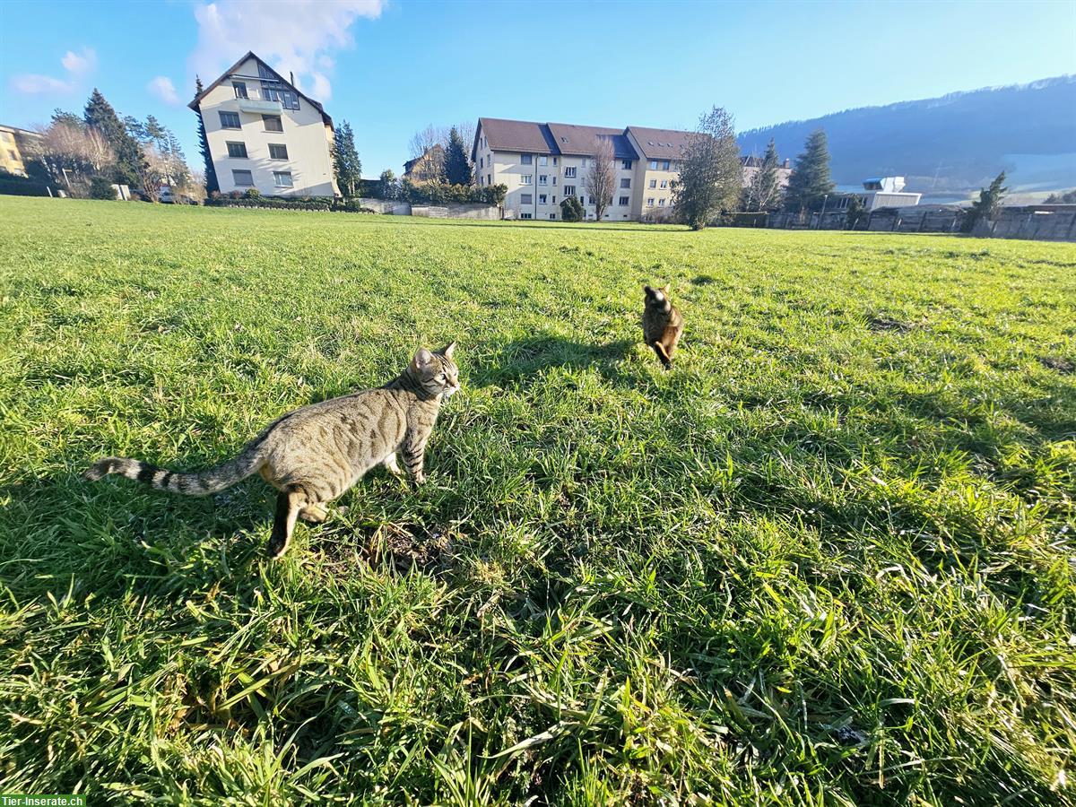 Bild 7: Bengalkatzen suchen gemeinsames Zuhause