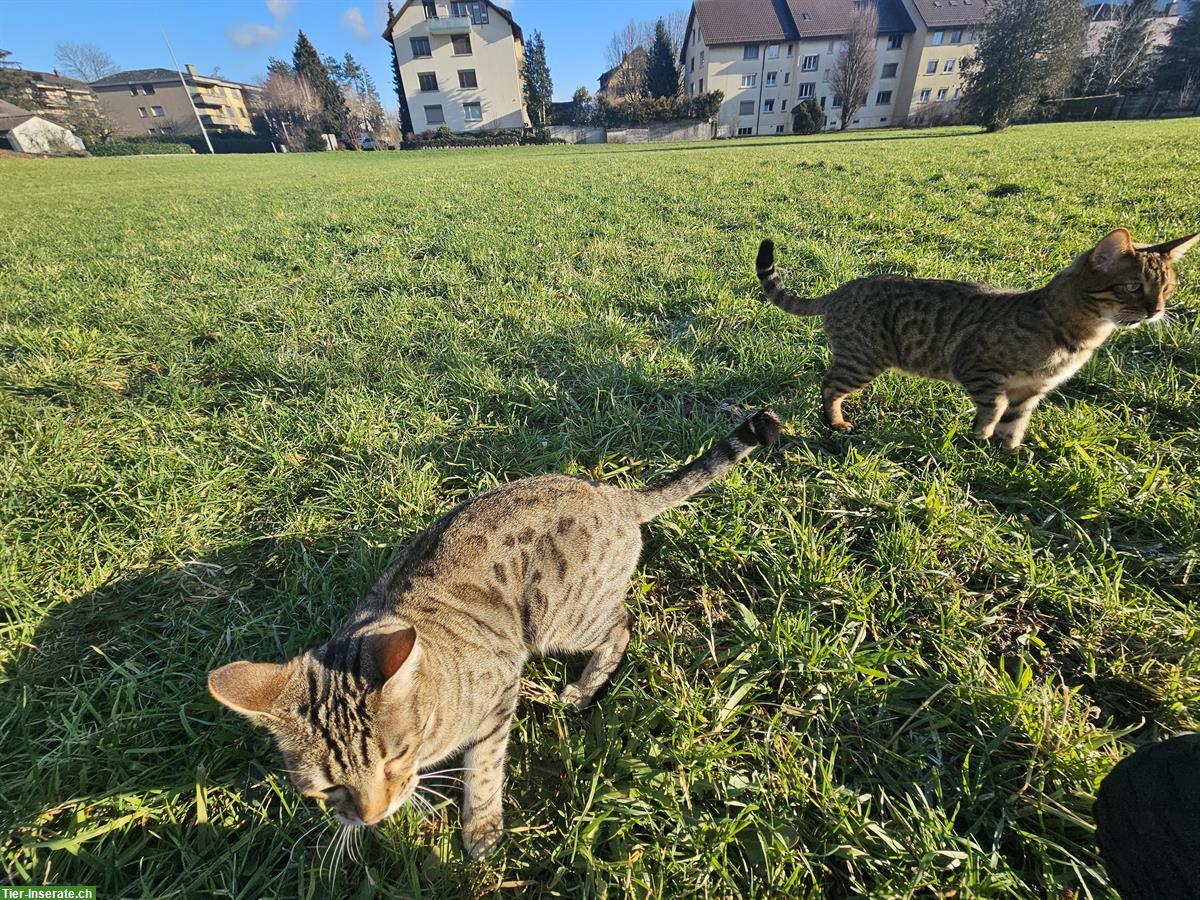 Bild 8: Bengalkatzen suchen gemeinsames Zuhause