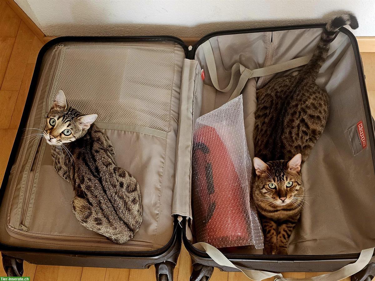 Bild 9: Bengalkatzen suchen gemeinsames Zuhause